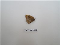 藏品(眼蝶科)的圖片